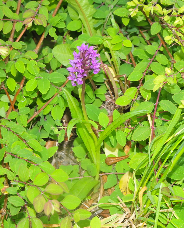 Curiosit - Dactylorhiza maculata